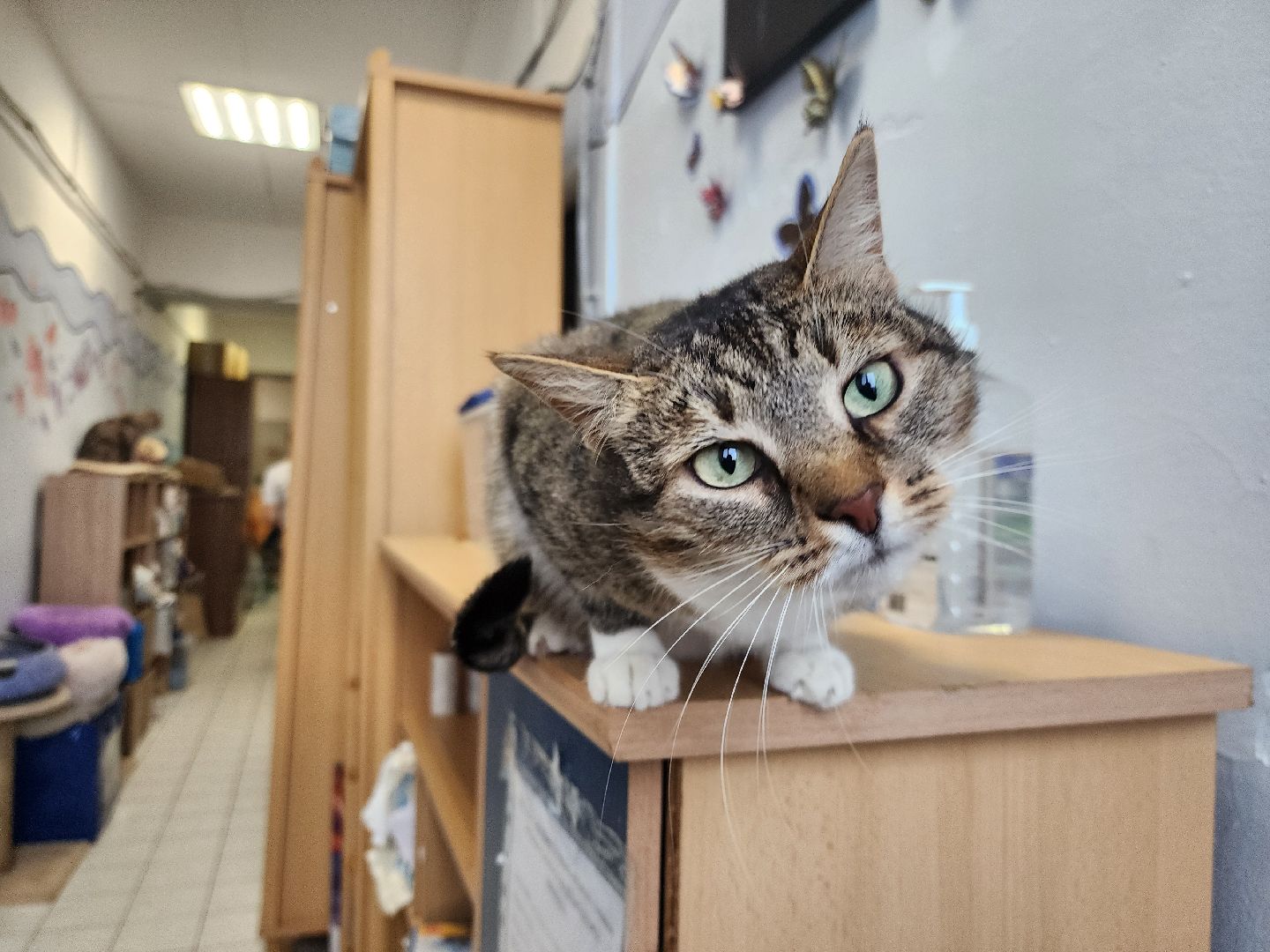 химки, приют для животных, волонтеры, кошки,