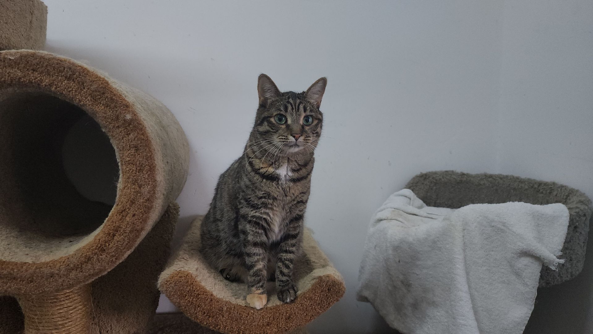 химки, приют для животных, волонтеры, кошки,