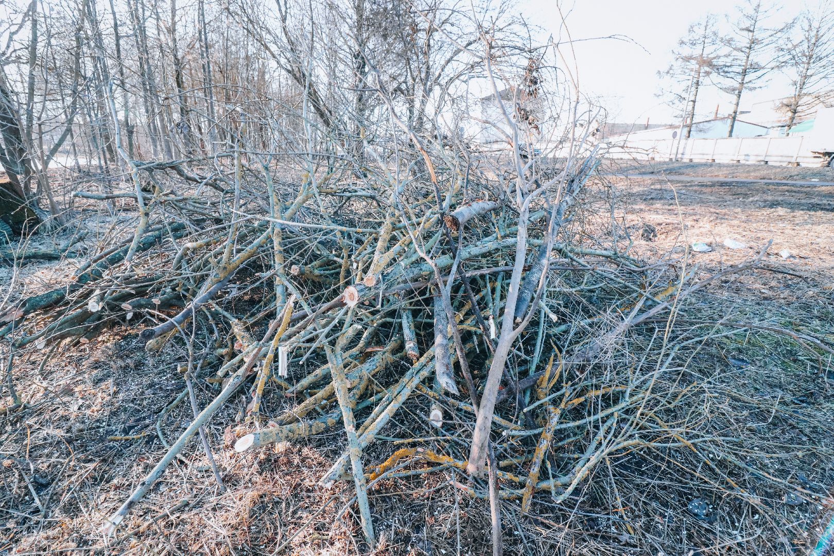 Клин, общество, ЖКХ, аварийные деревья, вертикалки,