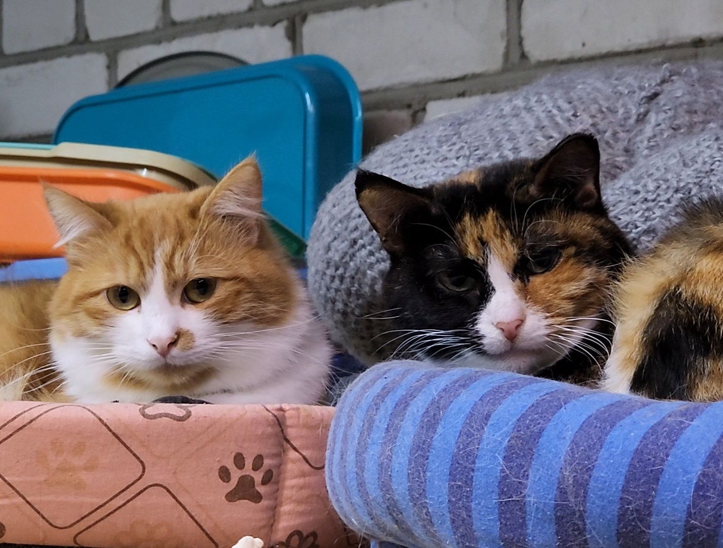 Дубна, приют для животных, Кошки, гарри поттер, Благотворительность, вертикалки,