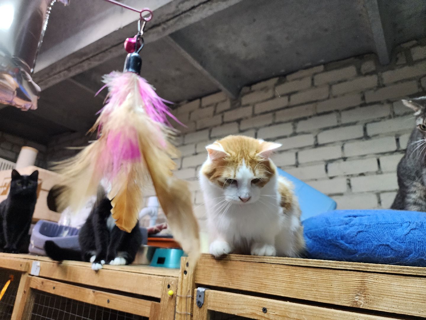 Дубна, приют для животных, Кошки, гарри поттер, Благотворительность, вертикалки,