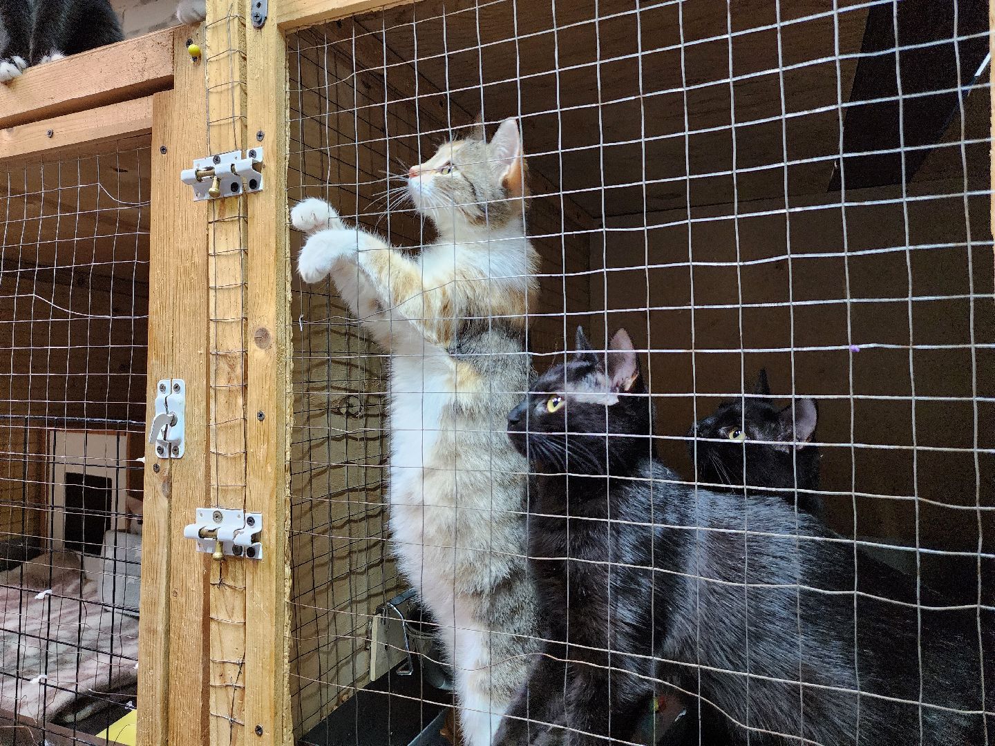 Дубна, приют для животных, Кошки, гарри поттер, Благотворительность, вертикалки,