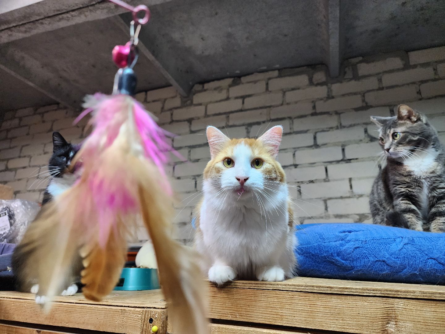 Дубна, приют для животных, Кошки, гарри поттер, Благотворительность, вертикалки,