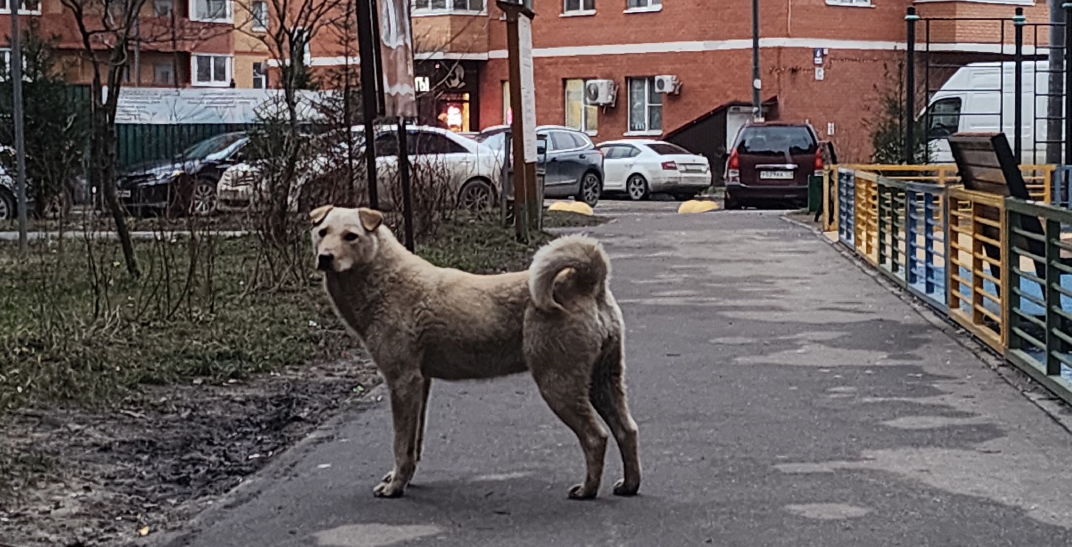 вертикалки, Звенигород, Благоустройство, Дороги в Звенигороде,