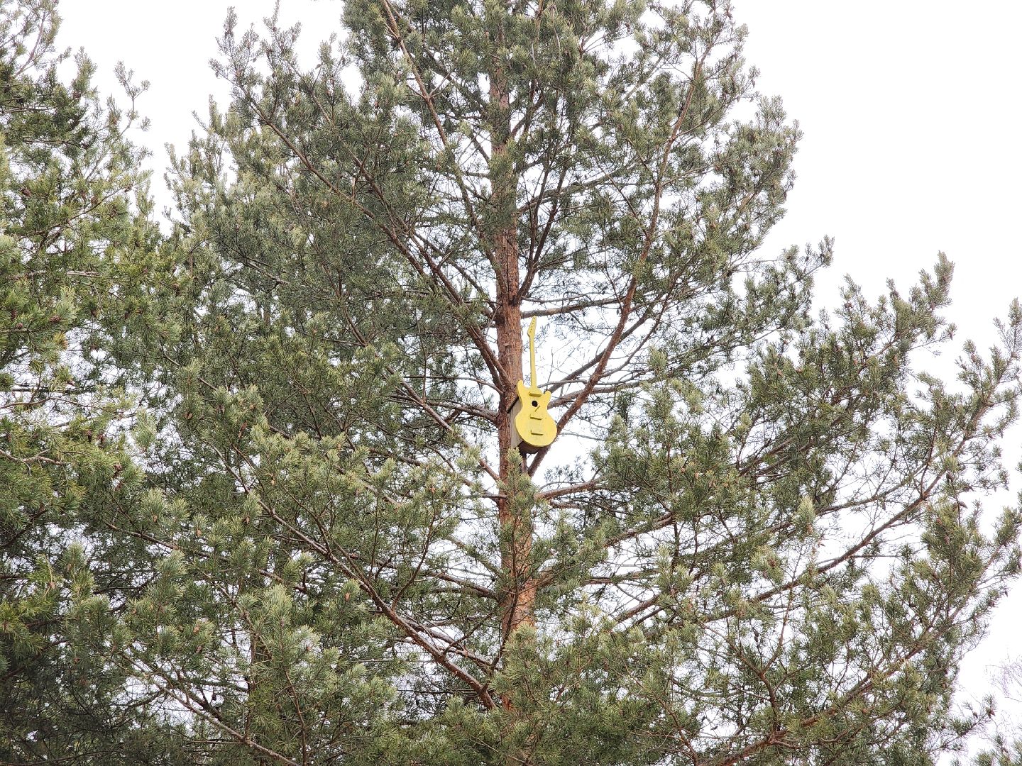 вертикалки, мастер, орехово-зуевский округ, скворечники, дерево, творчество,