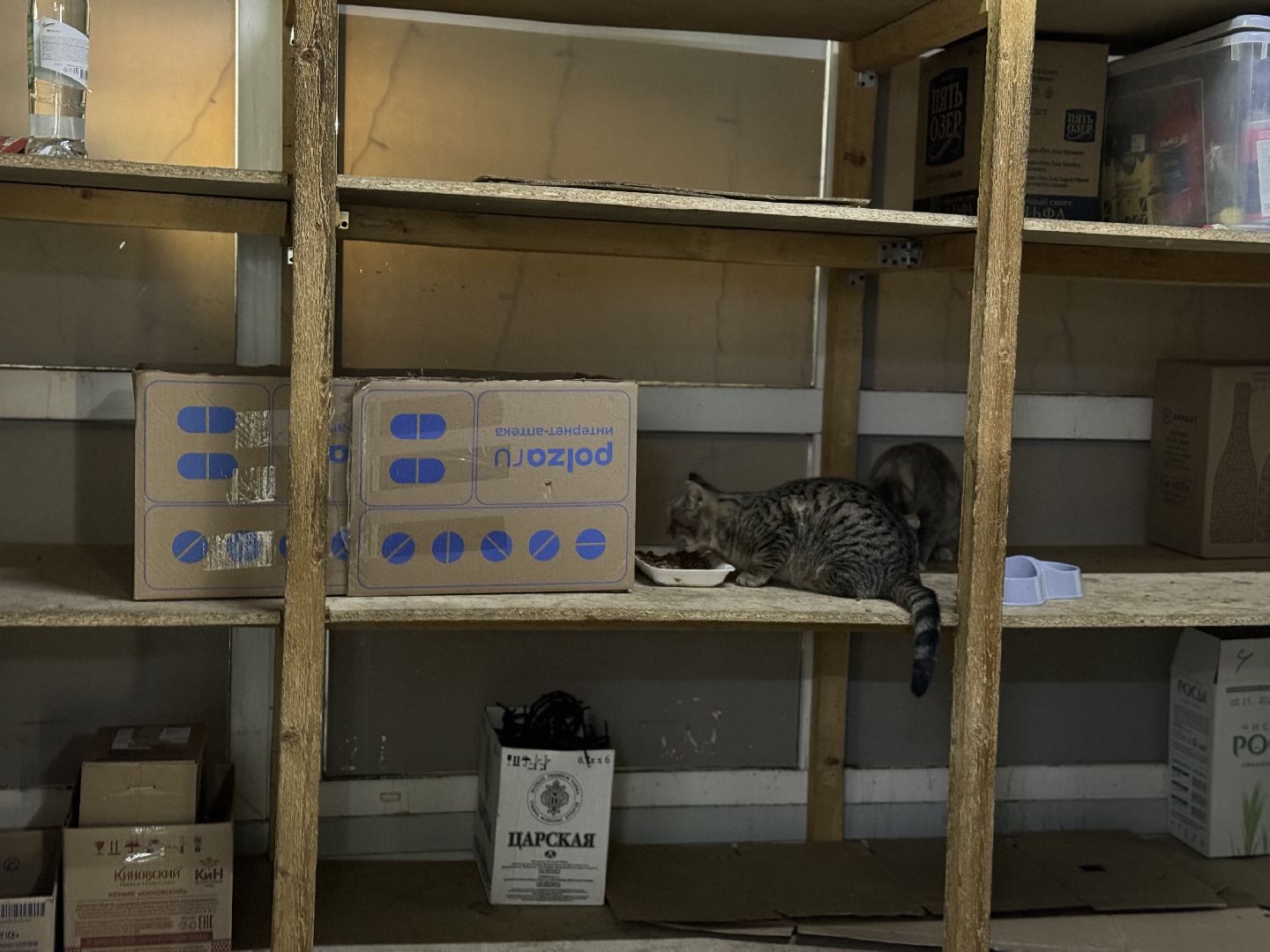 рейд по мигрантам, торговые объекты, полиция, ленинский городской округ,