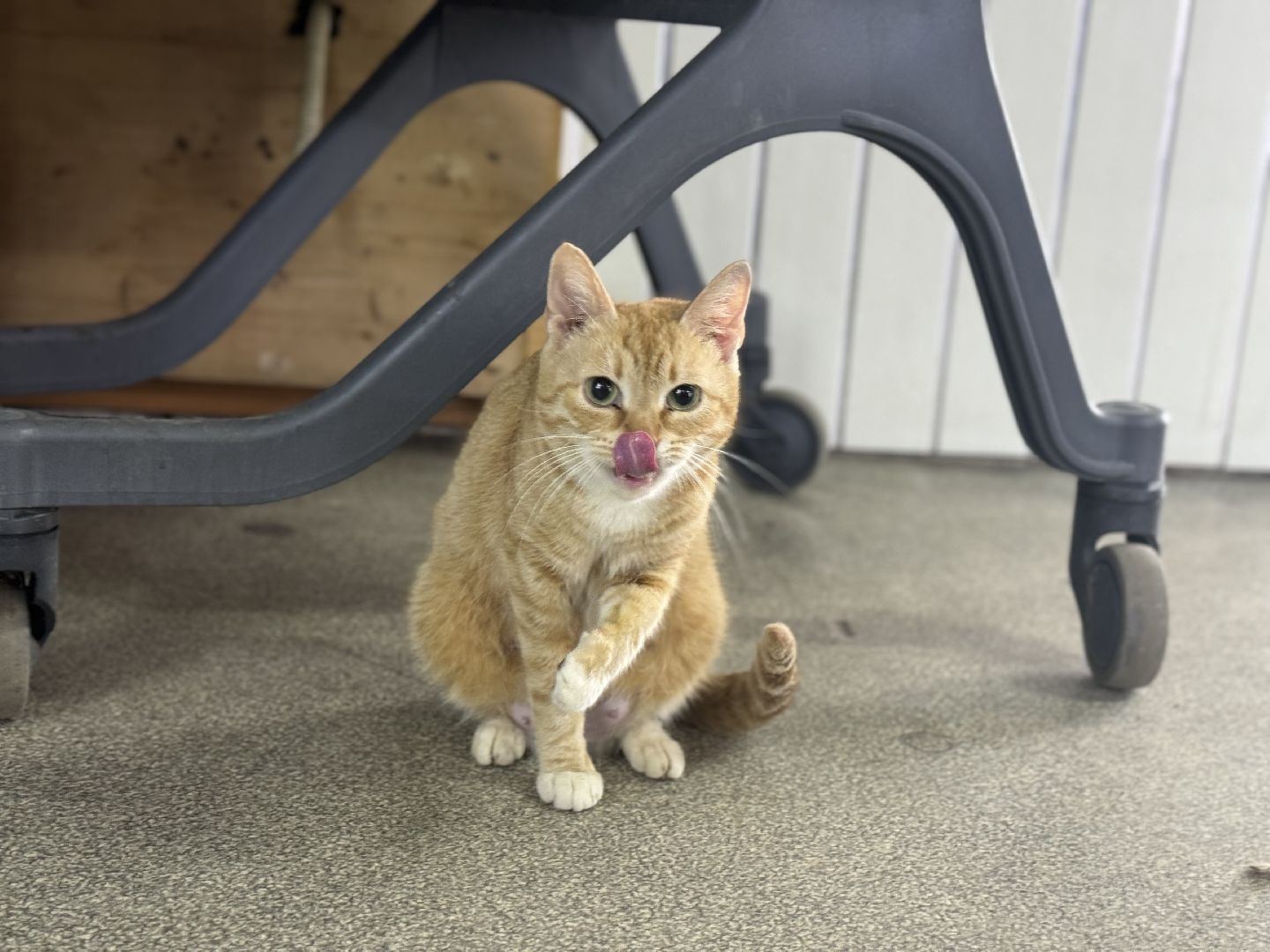 рейд по мигрантам, торговые объекты, полиция, ленинский городской округ,