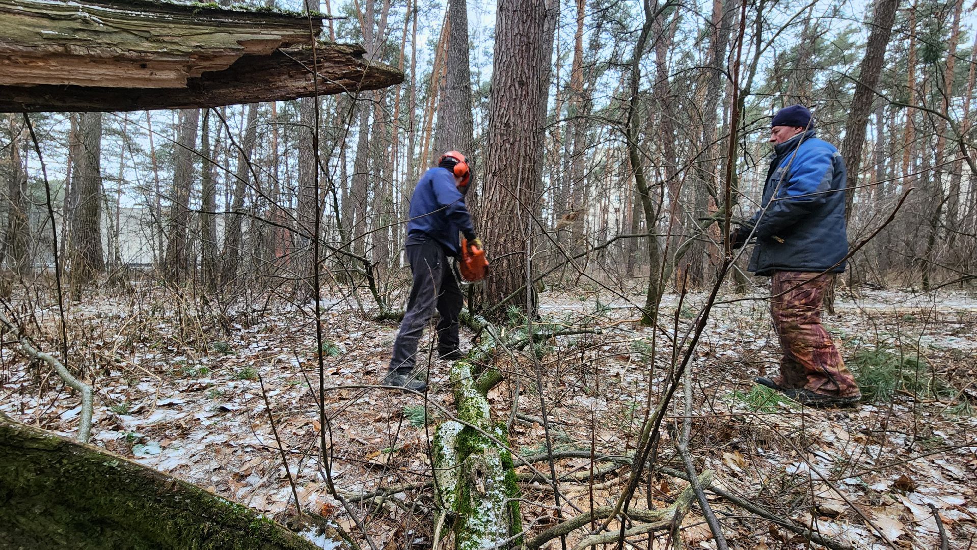 жкх, очистка леса, благоустройство, Протвино, комбинат благоустройства, вертикалки,