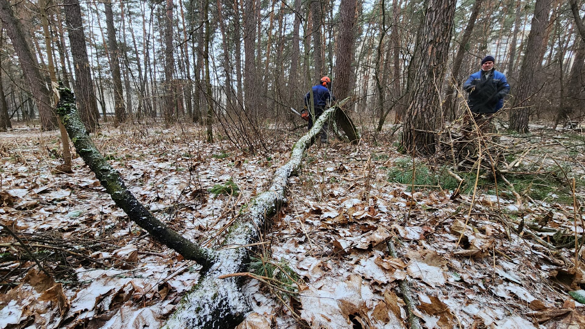 жкх, очистка леса, благоустройство, Протвино, комбинат благоустройства, вертикалки,