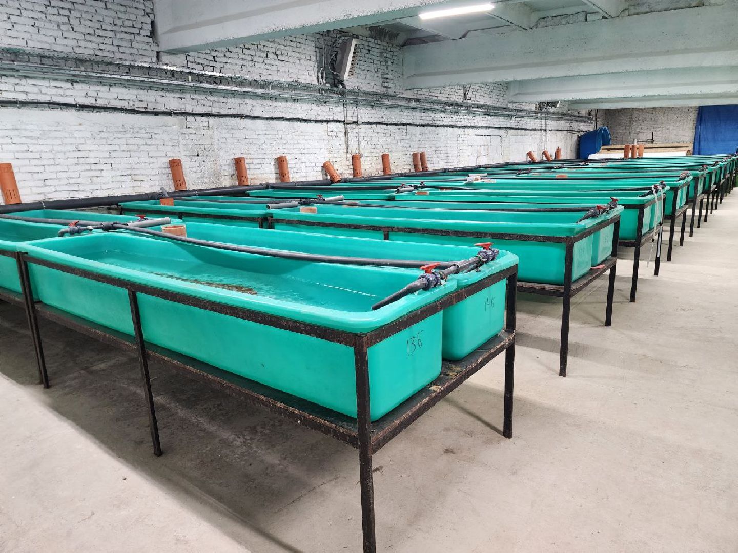 солнечногоск, рыбное хозяйство, мальки, производство, вертикалки,