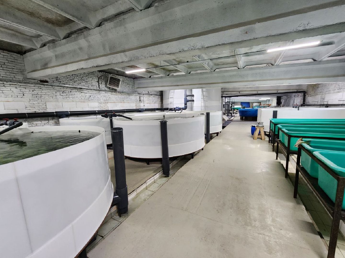 солнечногоск, рыбное хозяйство, мальки, производство, вертикалки,