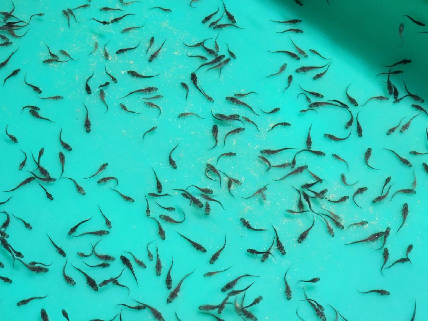 солнечногоск, рыбное хозяйство, мальки, производство, вертикалки,