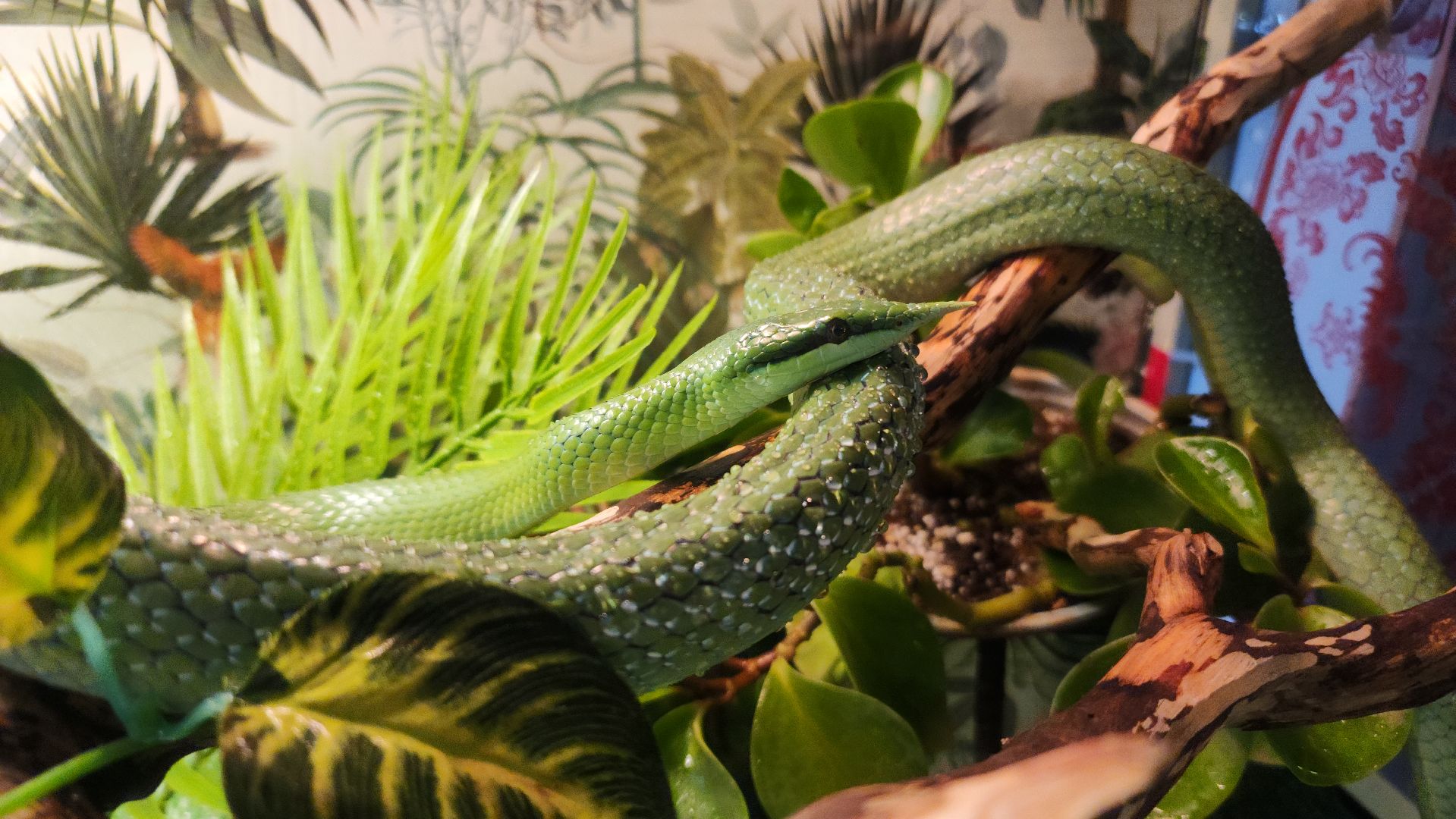 год змеи, выставка змей, змея-единорог, волоколамск,