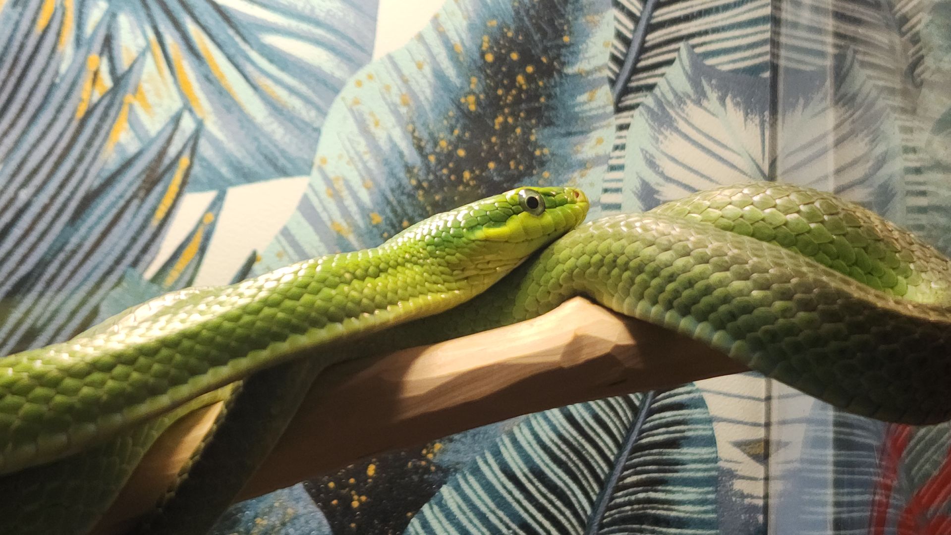 год змеи, выставка змей, змея-единорог, волоколамск,