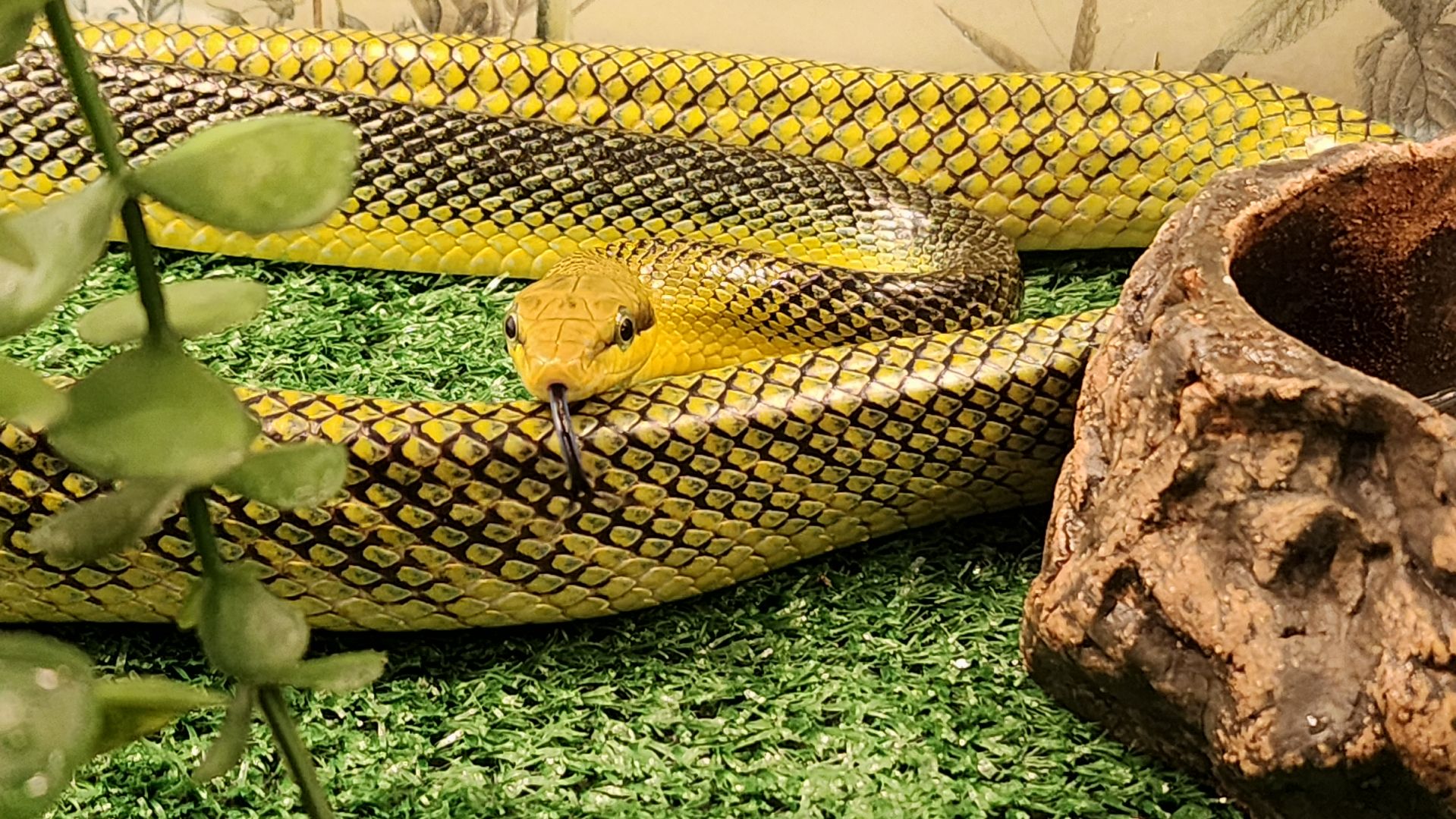 год змеи, выставка змей, змея-единорог, волоколамск,