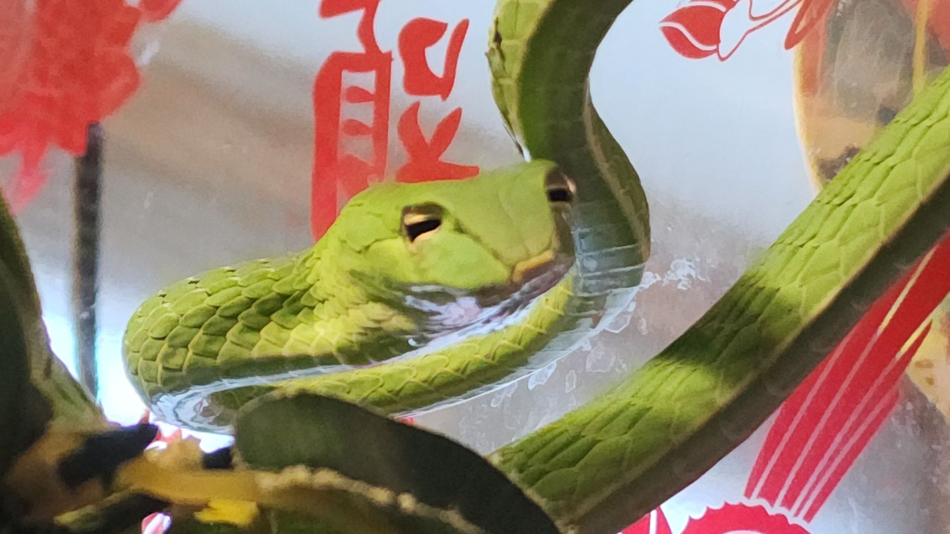 год змеи, выставка змей, змея-единорог, волоколамск,