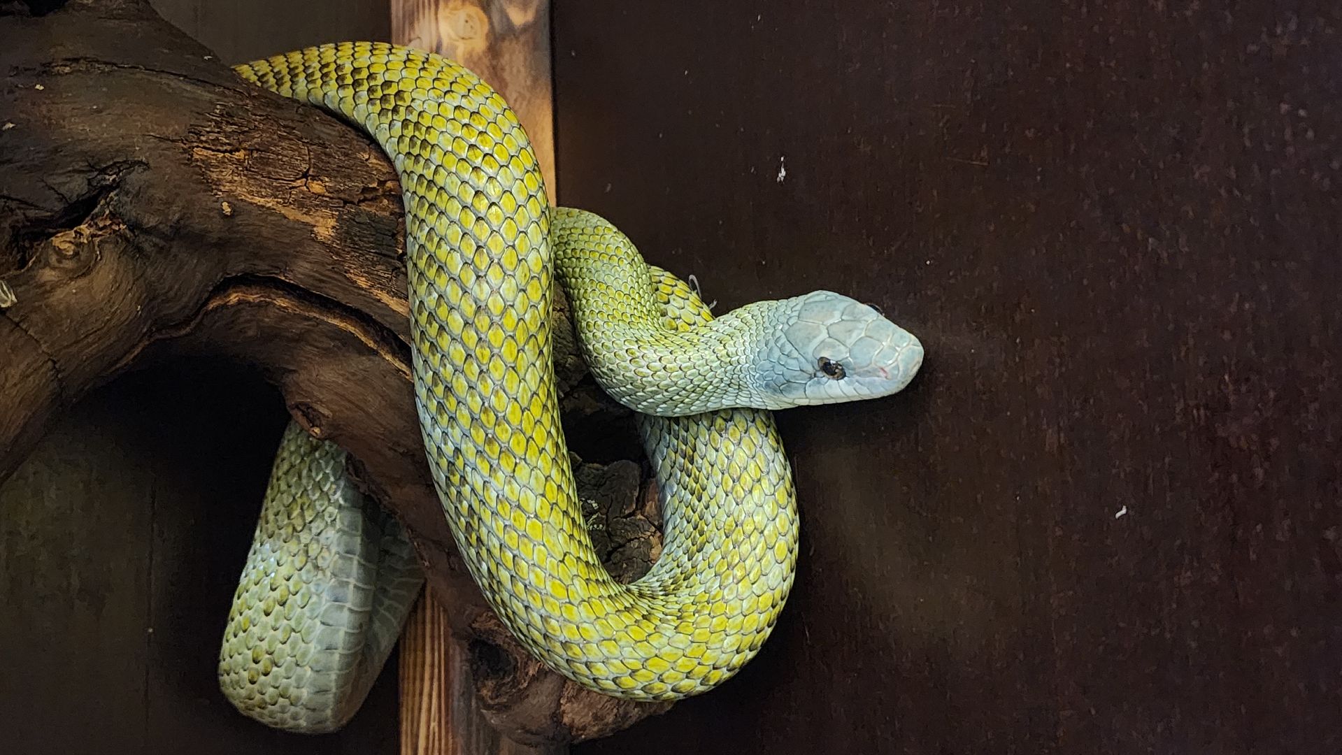 год змеи, выставка змей, змея-единорог, волоколамск,