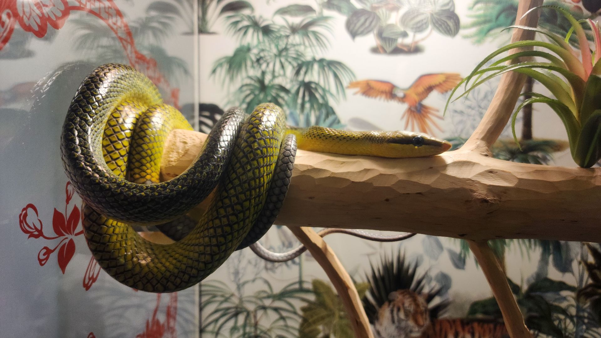 год змеи, выставка змей, змея-единорог, волоколамск,