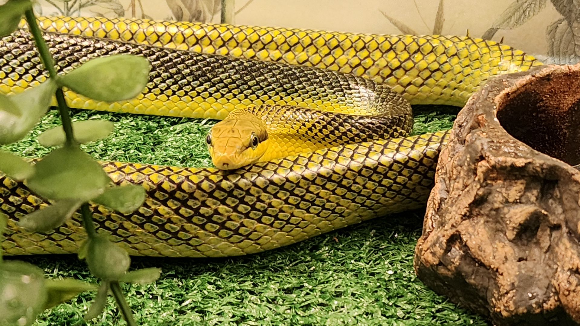 год змеи, выставка змей, змея-единорог, волоколамск,