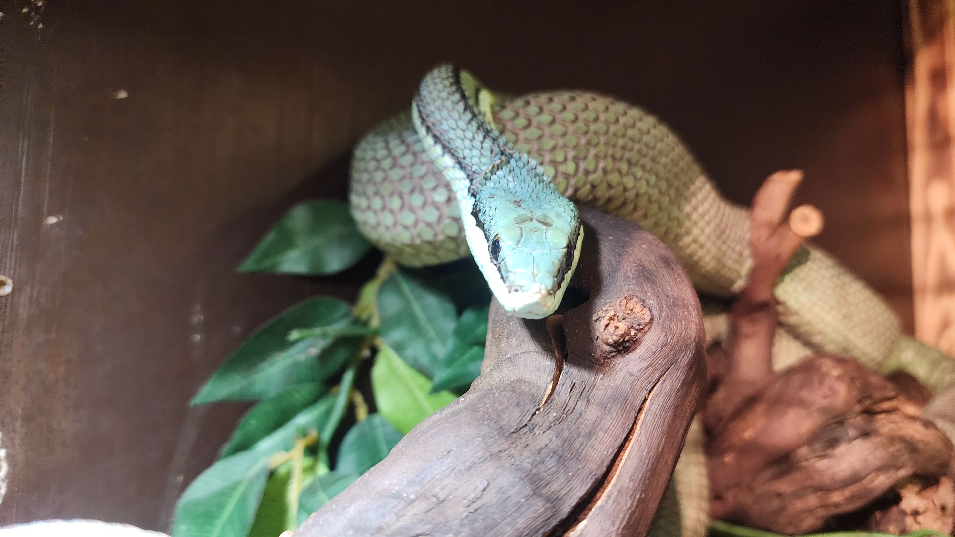 год змеи, выставка змей, змея-единорог, волоколамск,