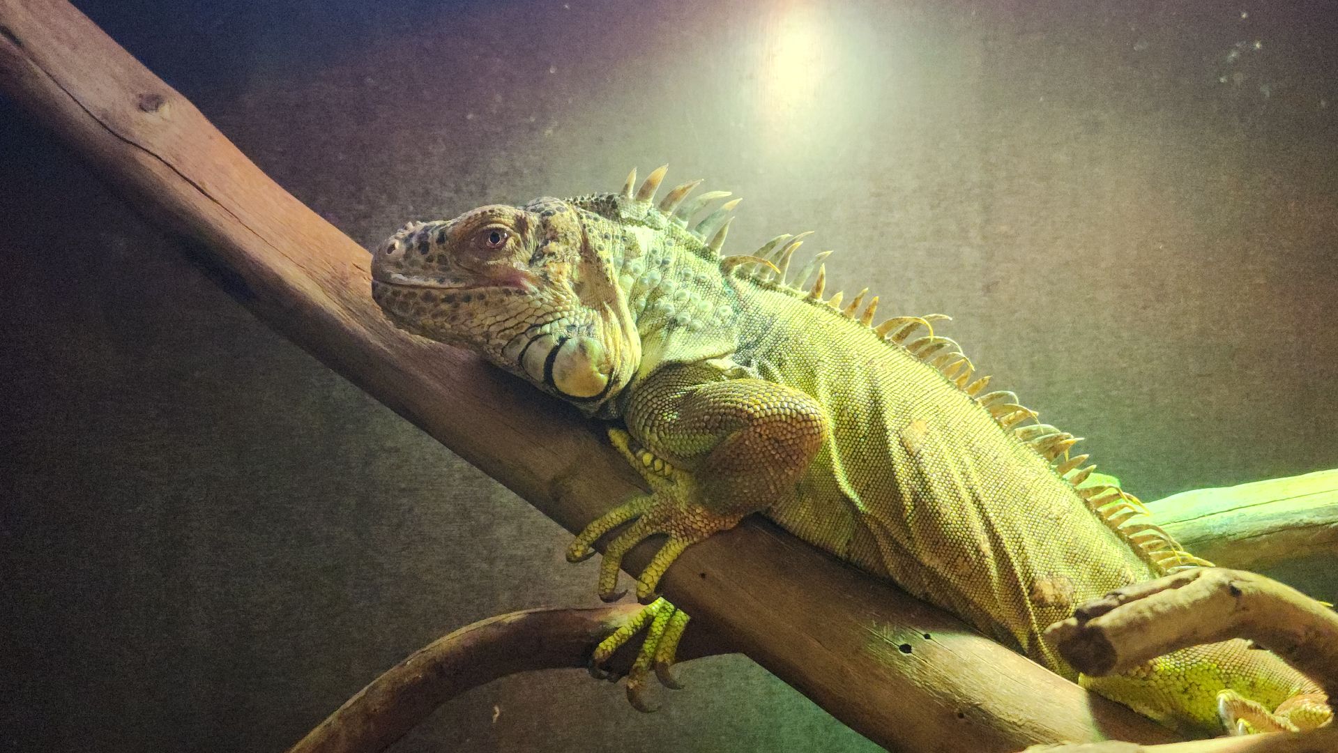 год змеи, выставка змей, змея-единорог, волоколамск,