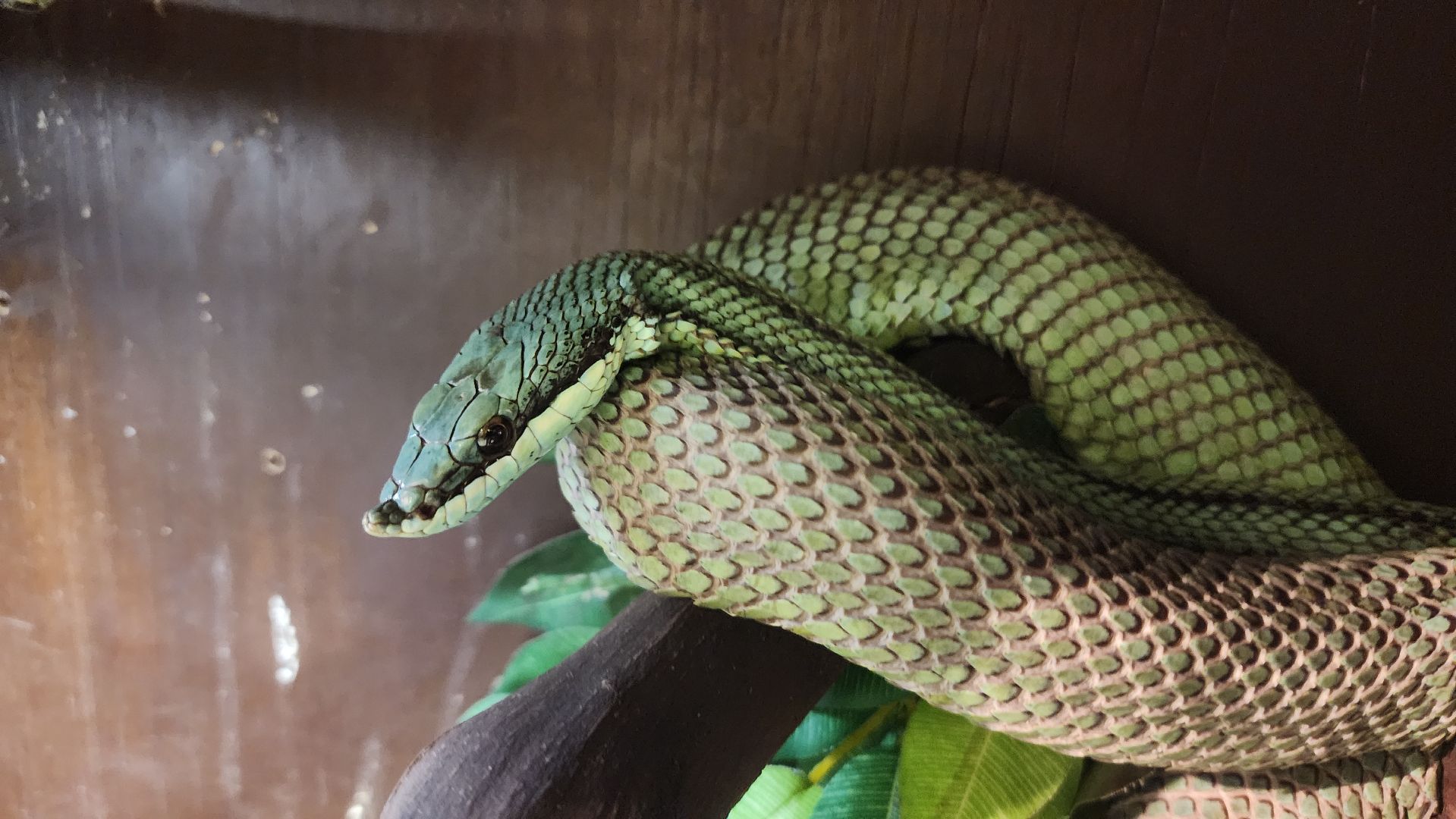 год змеи, выставка змей, змея-единорог, волоколамск,