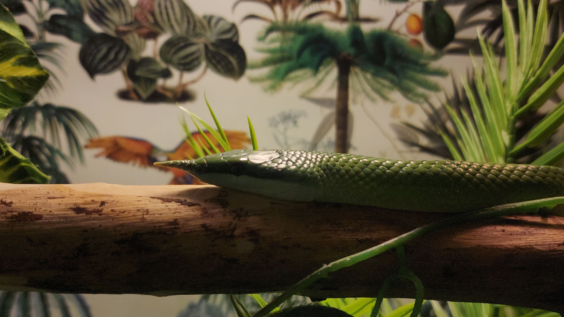 год змеи, выставка змей, змея-единорог, волоколамск,