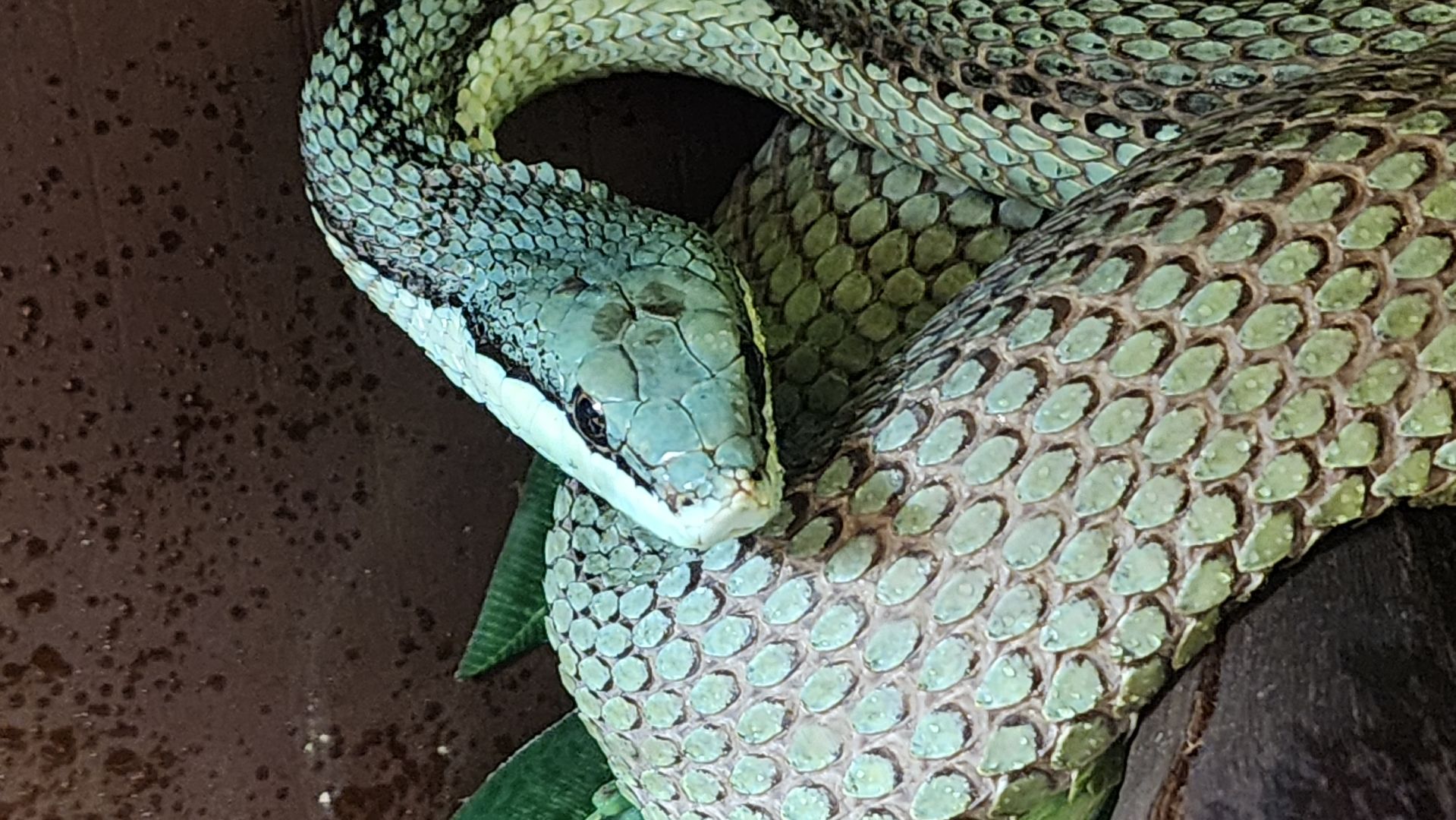 год змеи, выставка змей, змея-единорог, волоколамск,