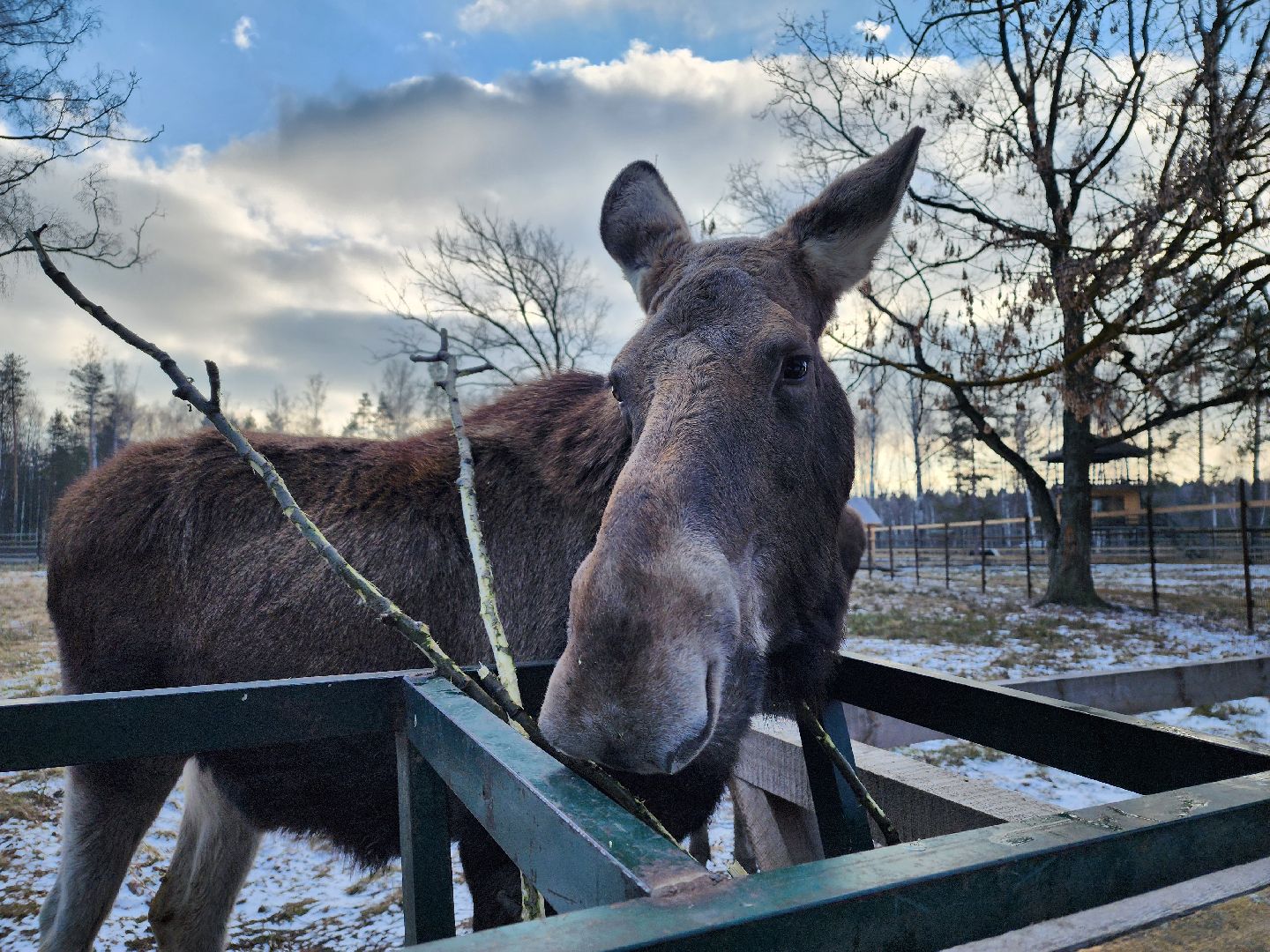 вертикалки, мытищи, лосиный остров, животные, сохатые,