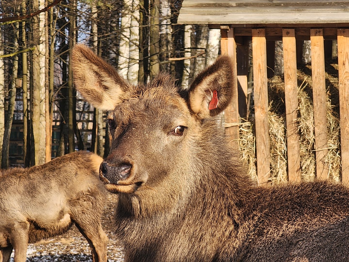 вертикалки, мытищи, лосиный остров, животные, сохатые,