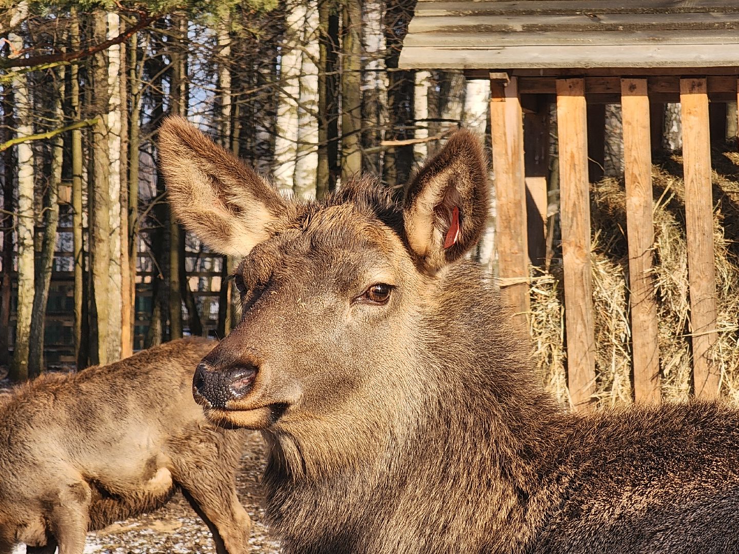 вертикалки, мытищи, лосиный остров, животные, сохатые,