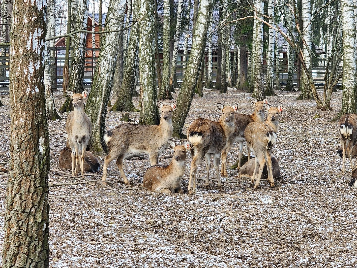 вертикалки, мытищи, лосиный остров, животные, сохатые,