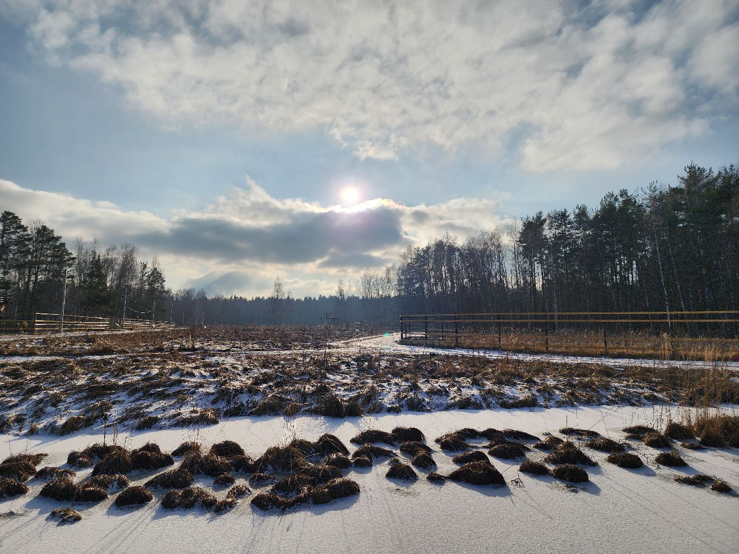 вертикалки, мытищи, лосиный остров, животные, сохатые,