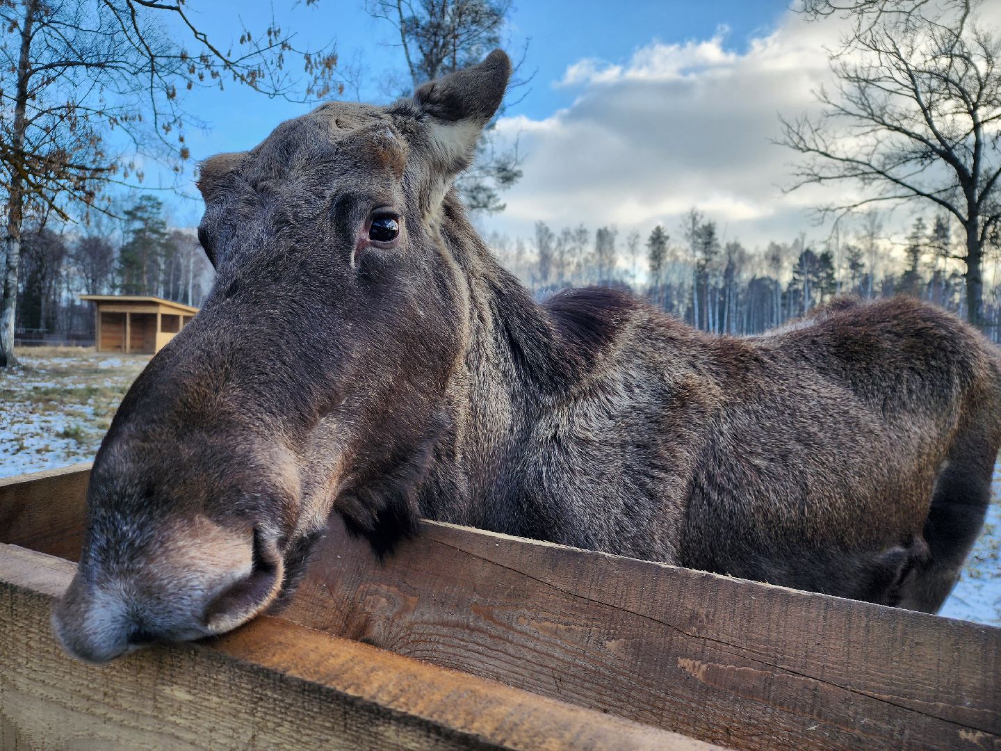 вертикалки, мытищи, лосиный остров, животные, сохатые,