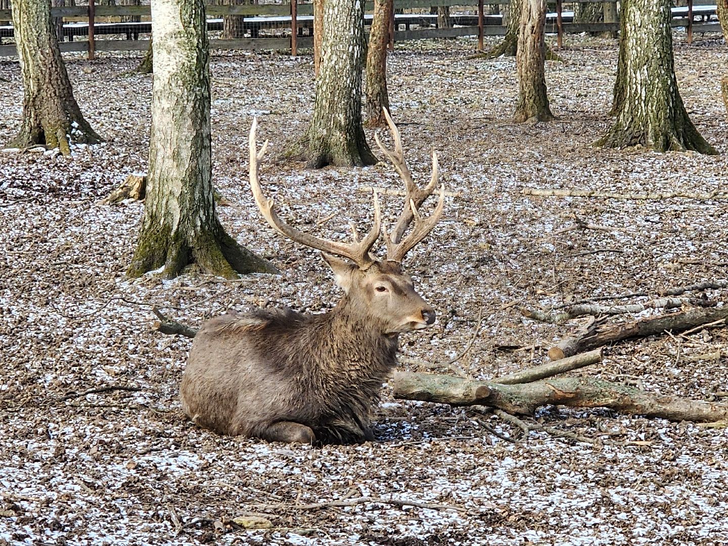 вертикалки, мытищи, лосиный остров, животные, сохатые,