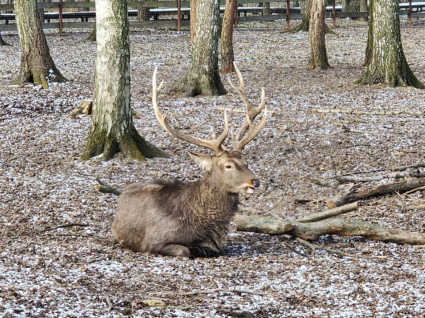 вертикалки, мытищи, лосиный остров, животные, сохатые,