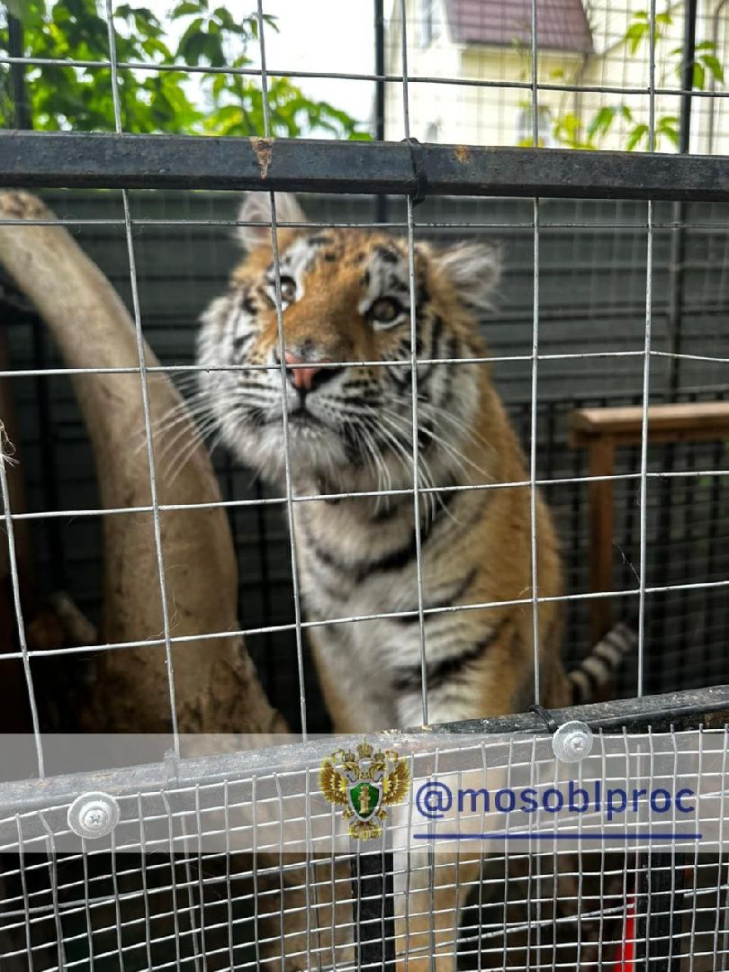 пушкинский округ, животные, тигр,