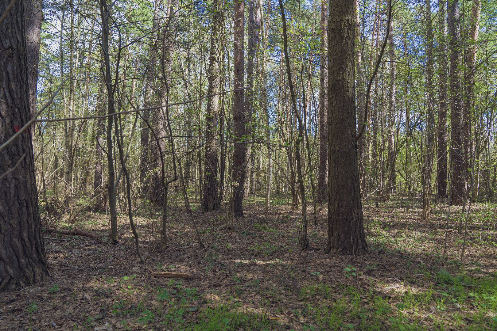 Благоустройство территорий, городская среда, голосование