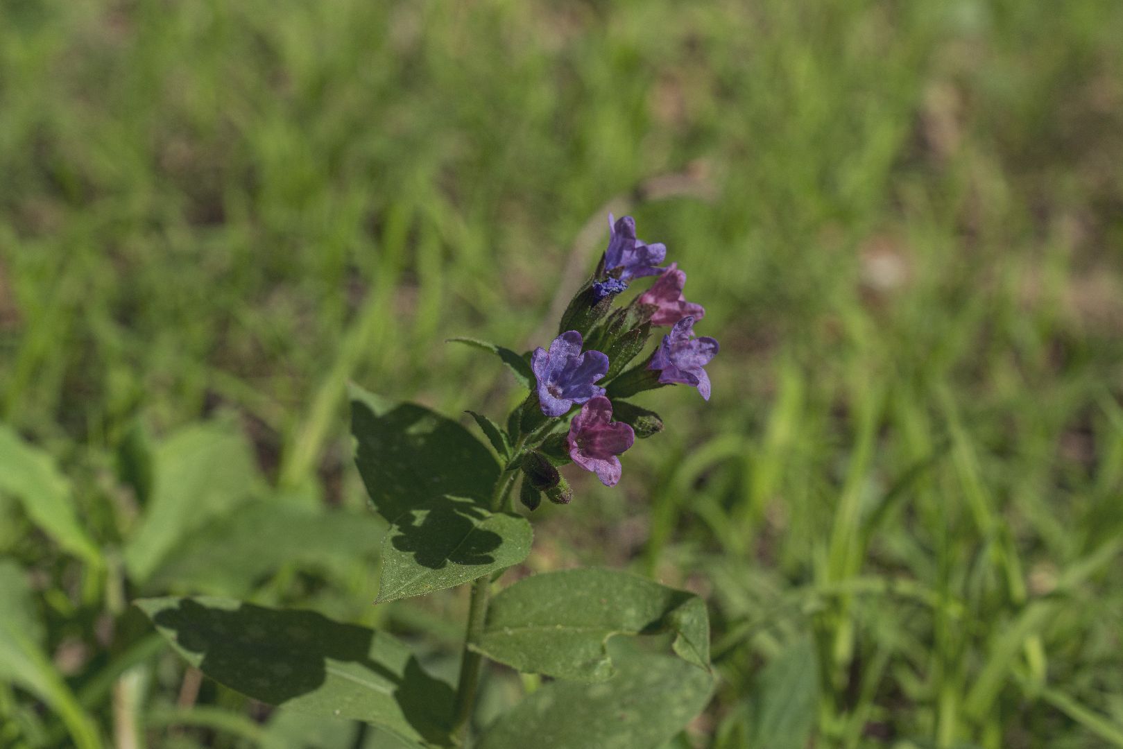 Благоустройство территорий, городская среда, голосование