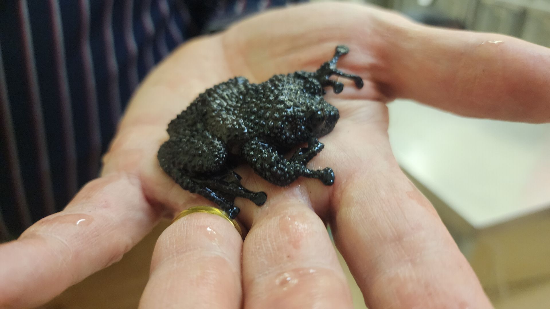 волоколамск, змеи, люди, советы герпетолога,