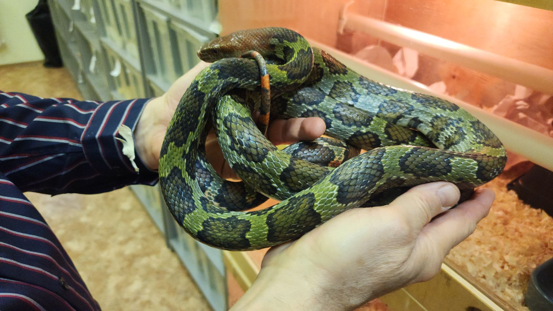 волоколамск, змеи, люди, советы герпетолога,