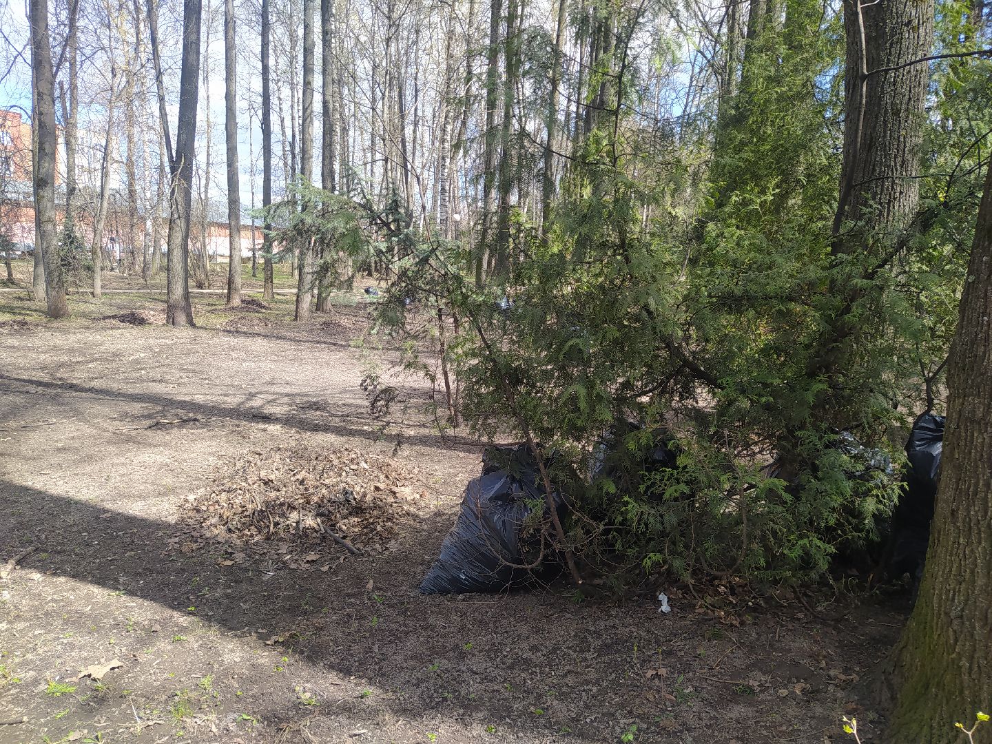 Дедовск, субботник, парк, благоустройство, уборка