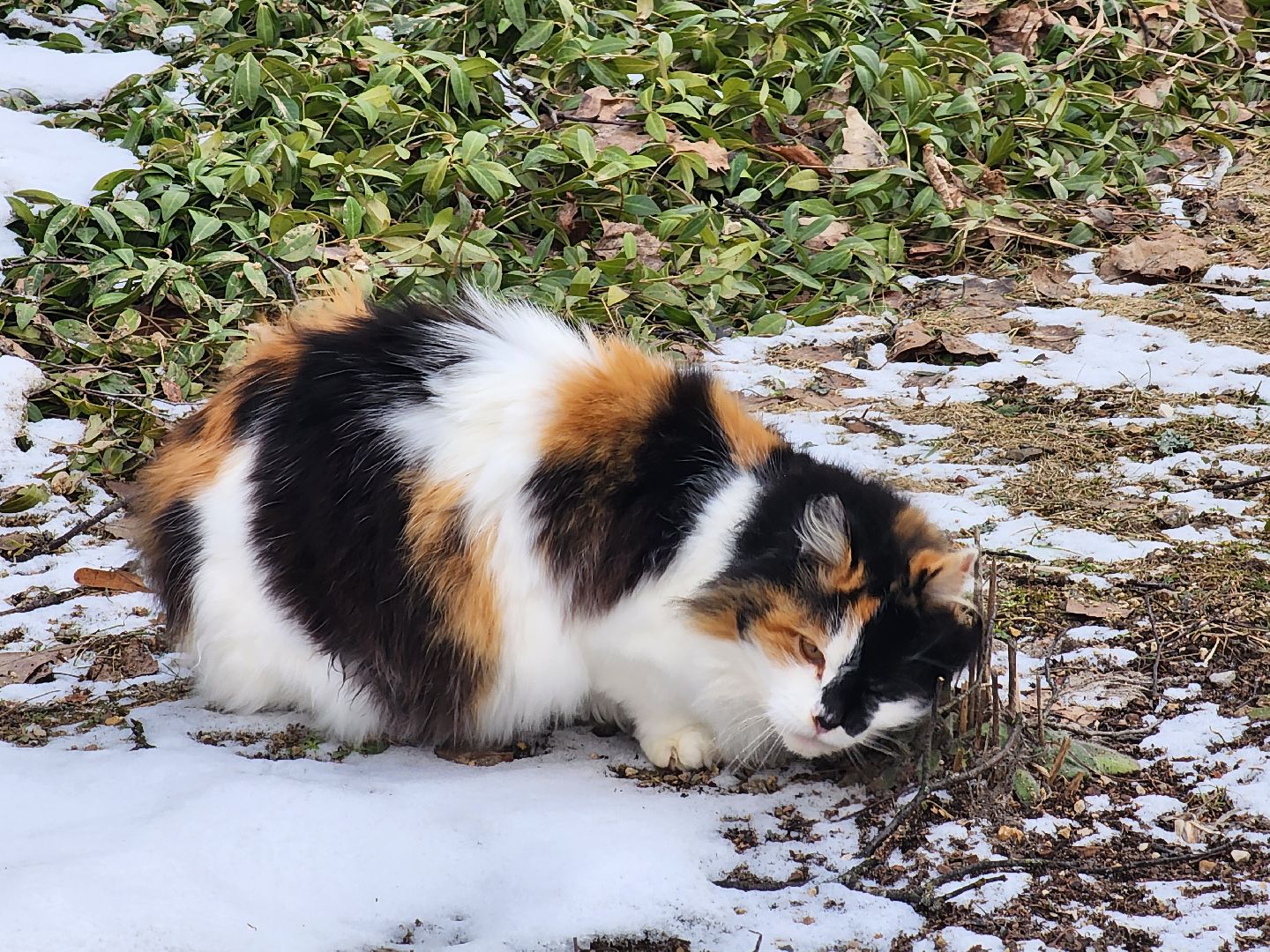 вертикалки, пушкино, праздник, масленица, весна,