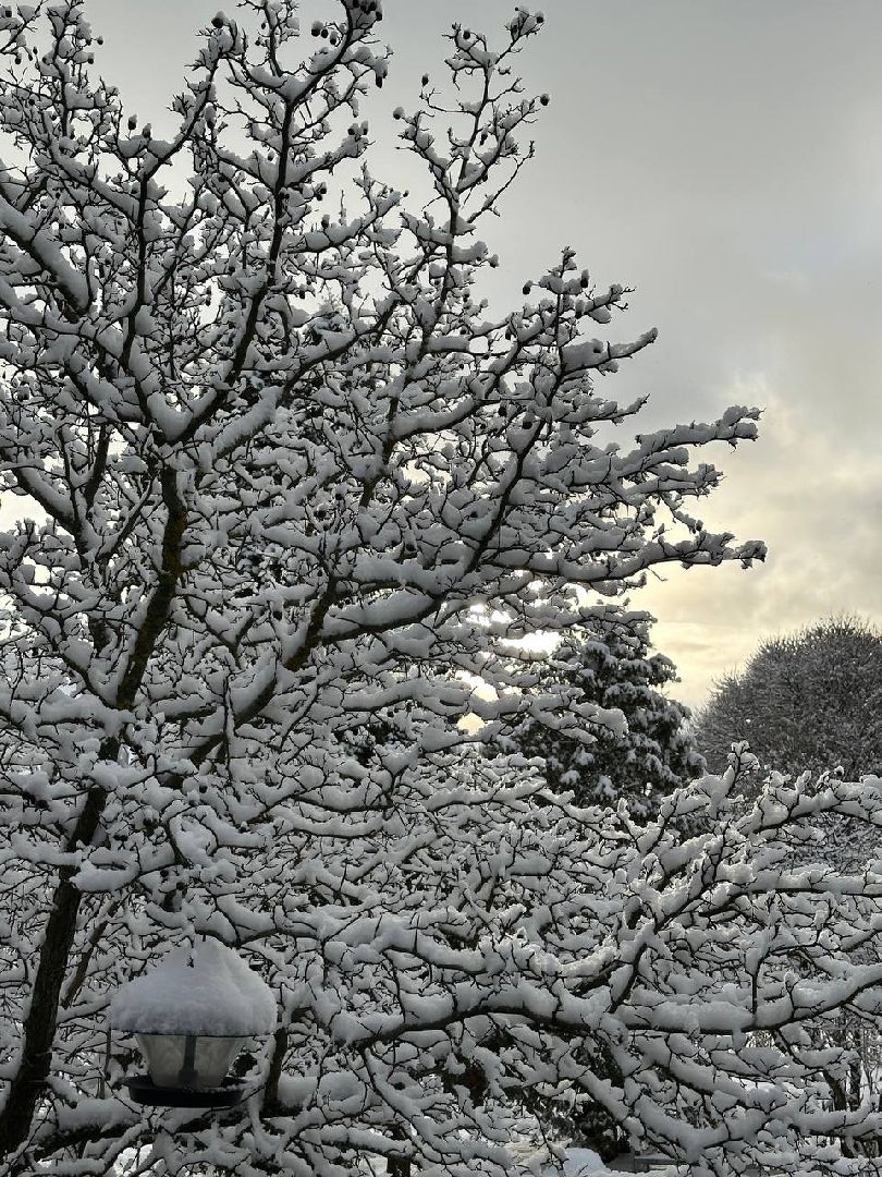 стая воробьев, истра, деревня манихино, птицы подмосковья, вертикалки