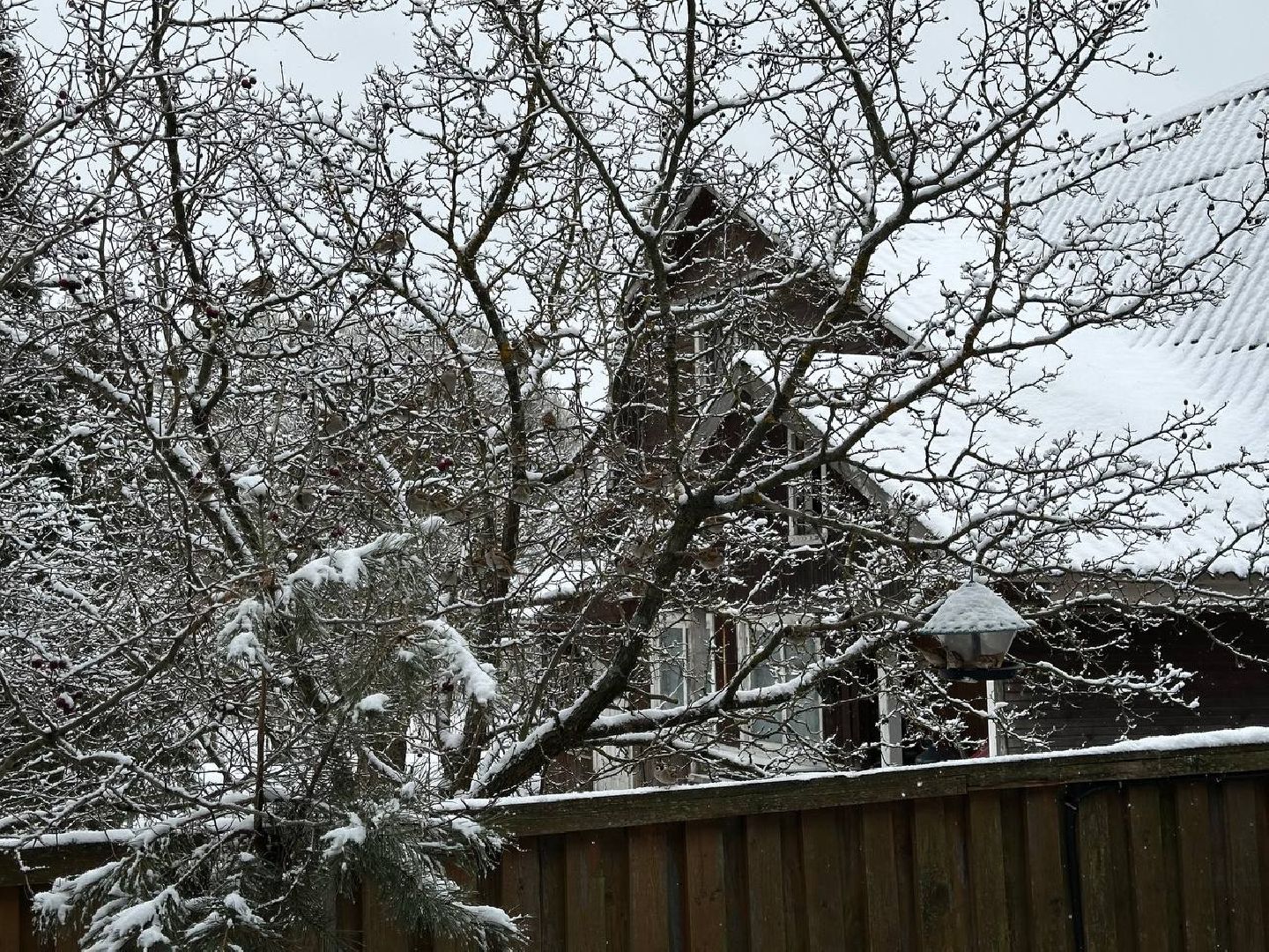 стая воробьев, истра, деревня манихино, птицы подмосковья, вертикалки