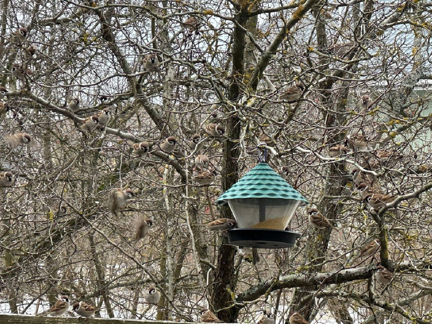 стая воробьев, истра, деревня манихино, птицы подмосковья, вертикалки
