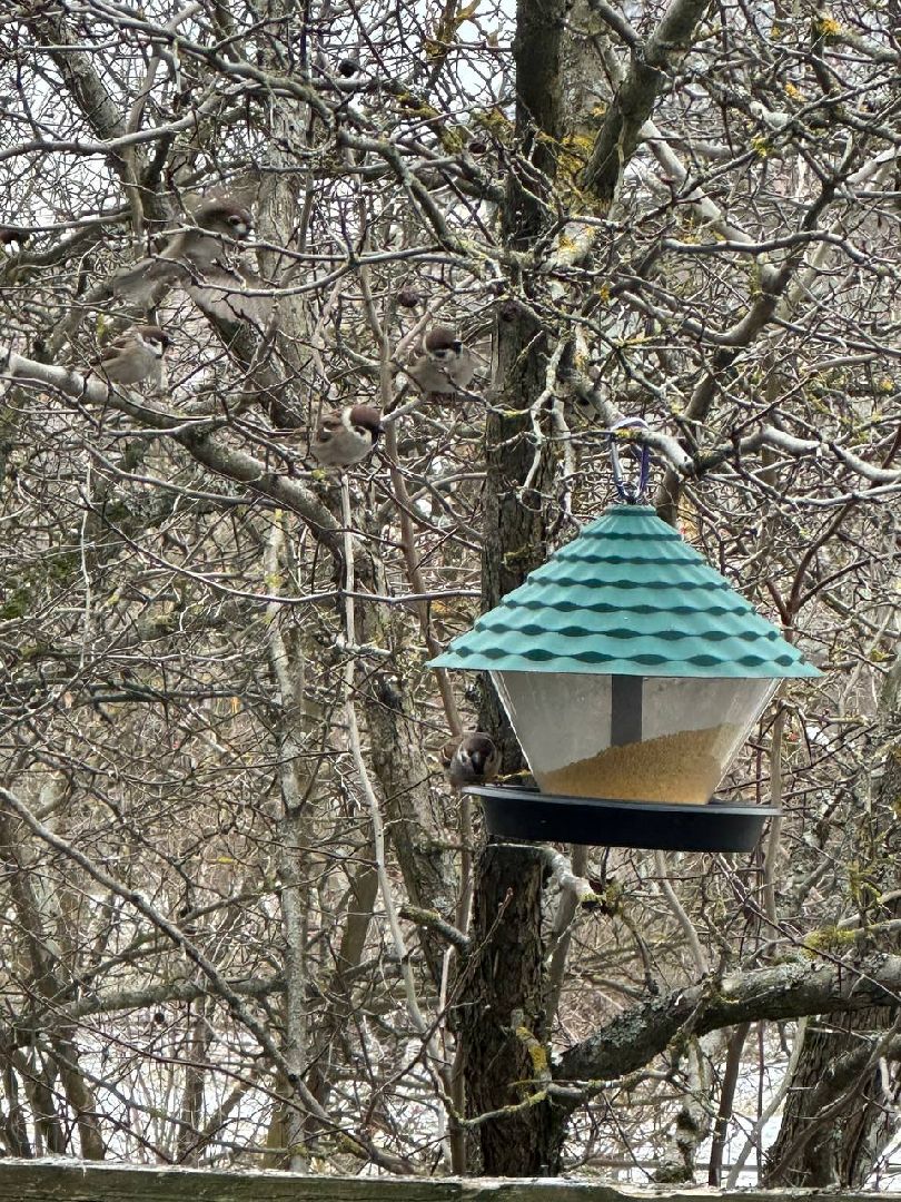 стая воробьев, истра, деревня манихино, птицы подмосковья, вертикалки