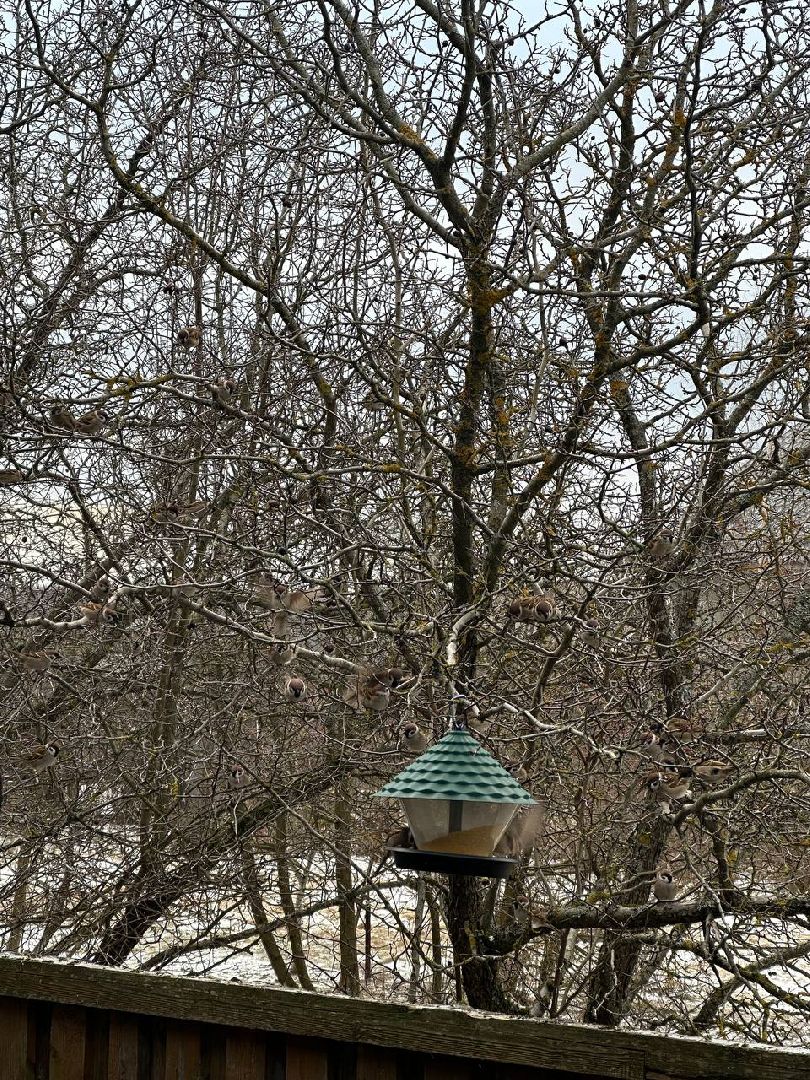 стая воробьев, истра, деревня манихино, птицы подмосковья, вертикалки