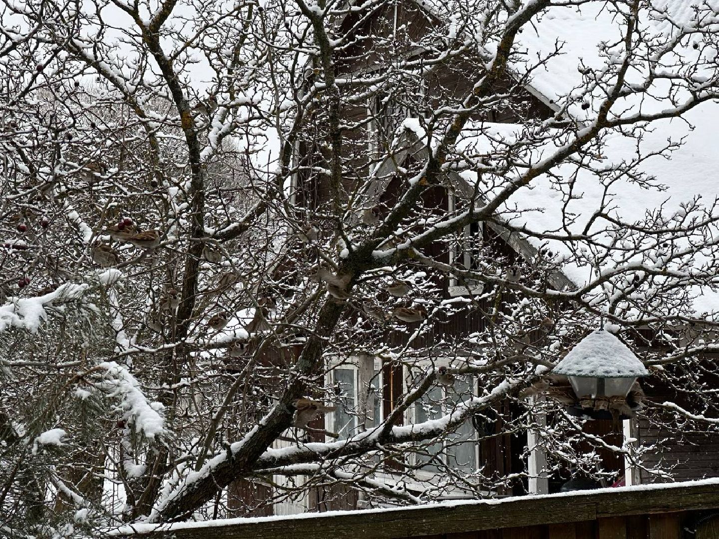 стая воробьев, истра, деревня манихино, птицы подмосковья, вертикалки