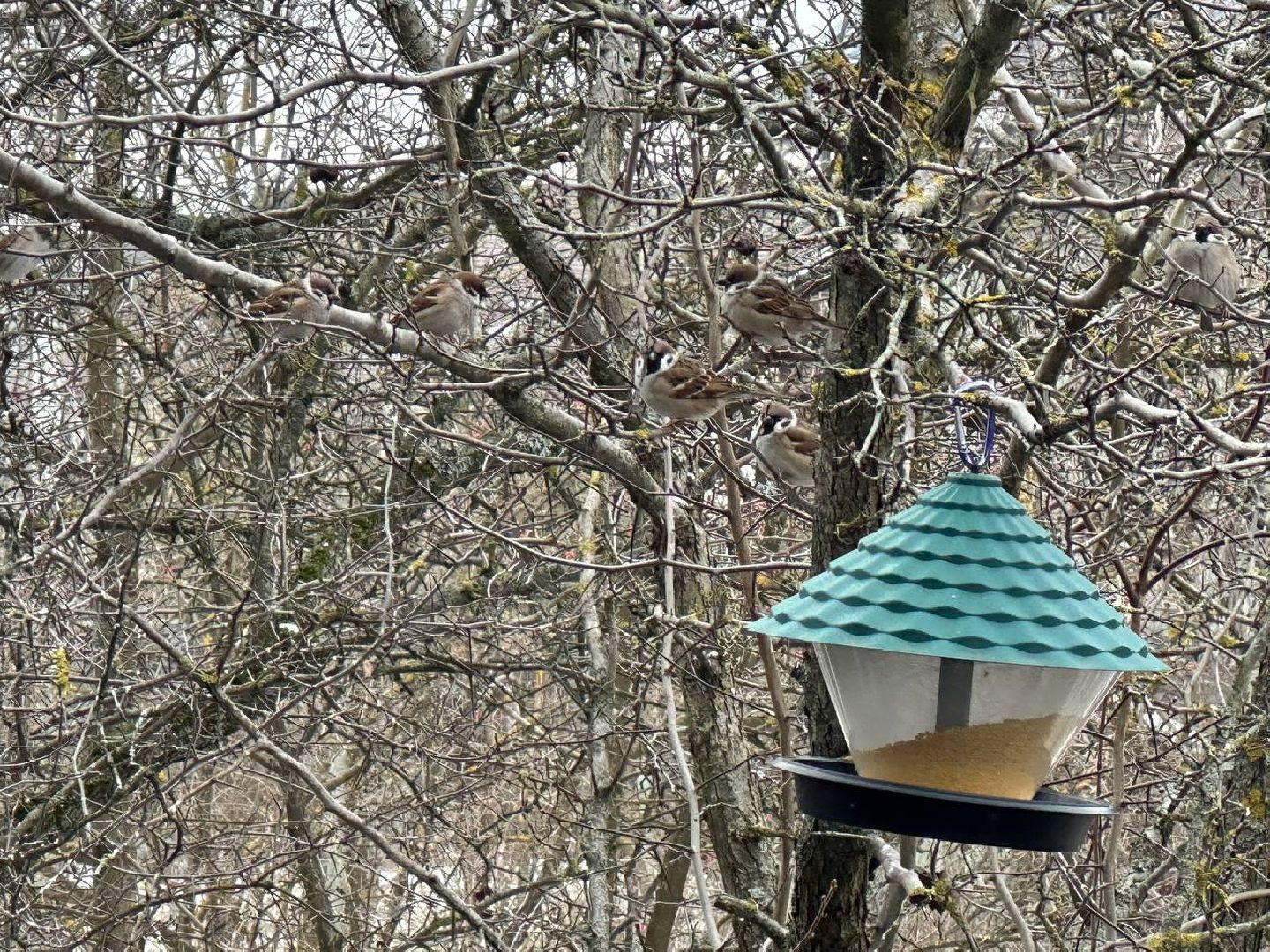 стая воробьев, истра, деревня манихино, птицы подмосковья, вертикалки